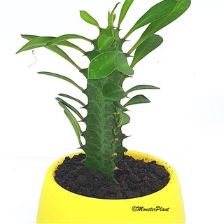  Tanaman  Hias  Sukulen Euphorbia Trigona Mini  Plus pot  imut 