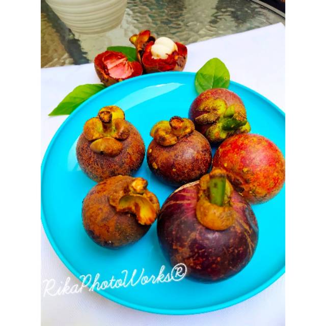 Piring bulat HOYA -Biru