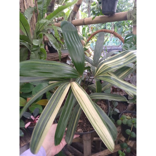 waregu varigata kode 1