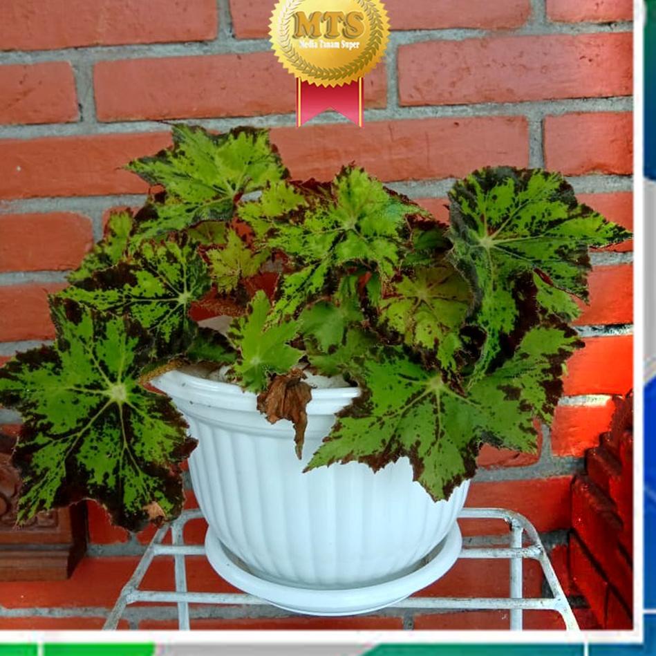 POT BUNGA PLASTIK MODEL BELIMBING PUTIH - HITAM 21 CM "BLN.11Fe22ᴺ"