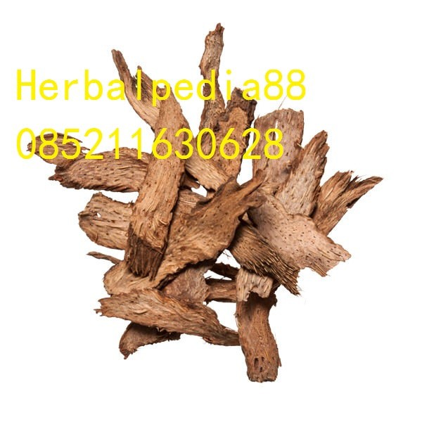 

Qian Nian Jian Homalomena 100 gram