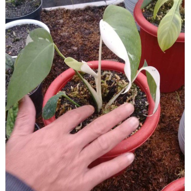 MONSTERA HALFMOON VARIGATA