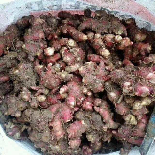 

Jahe Merah Segar 500 gram minuman herbal