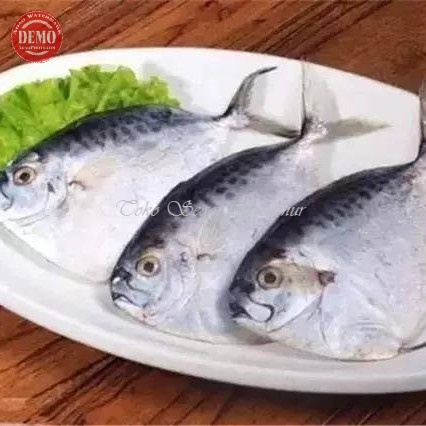 

Ikan Etem Segar Ikan Kantong Semar Ikan Laut Segar 1Kg