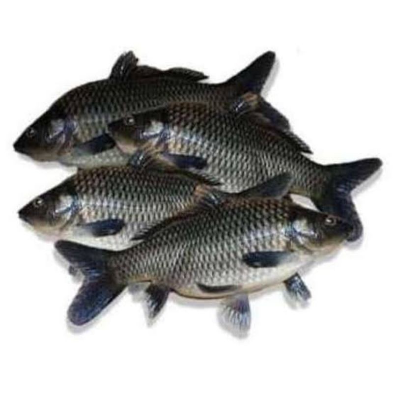 

KangSayur - IKAN MAS Segar Kiloan