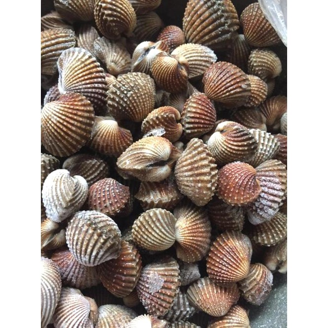 

Kerang 1 Kg