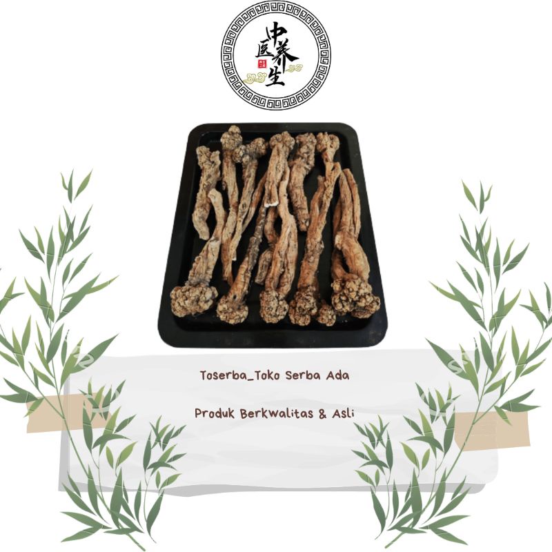 

100gr Herbal Te Ding Wen Dang Shen 特丁紋黨參 No 1 Super Radix Codonopsis Pilosula DangSam TongSim Super Grade