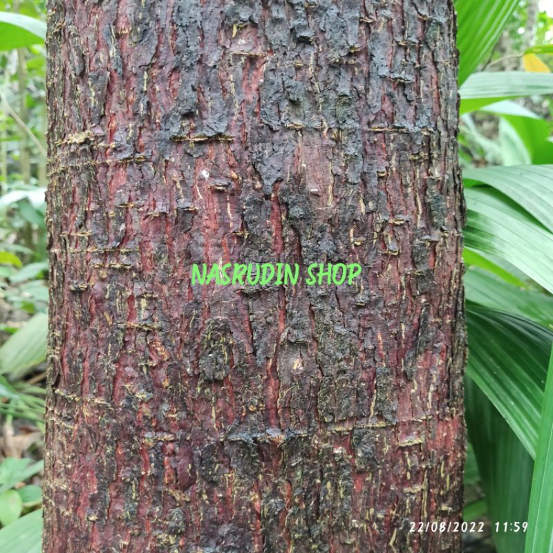 

KULIT KAYU LAME HITAM SEGAR | KULIT KAYU PULE HITAM | KULIT POHON KAYU LAME OBAT HERBAL