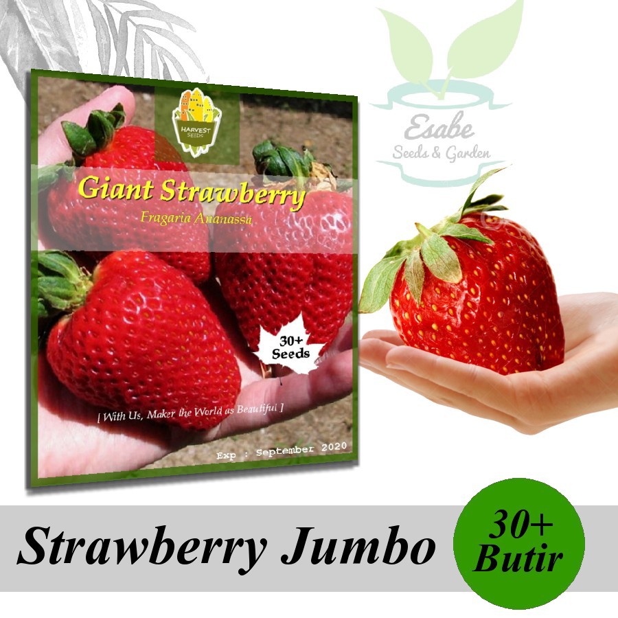 Isi 30 Butir Benih Buah Stroberi Raksasa Giant Strawberry Shopee