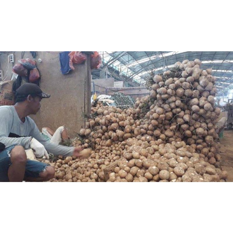 

bengkoang bengkuang 250 gram