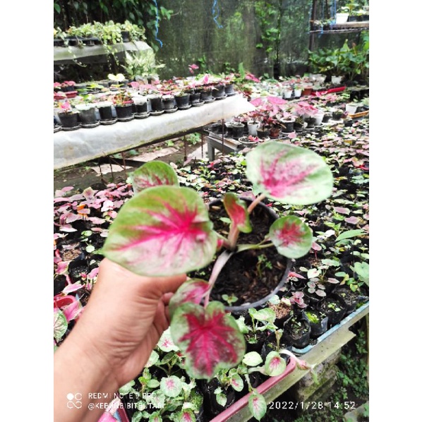 Bibit Caladium Pink Moonshine - Keladi Hias Thailand - Caladium Daun Ganda