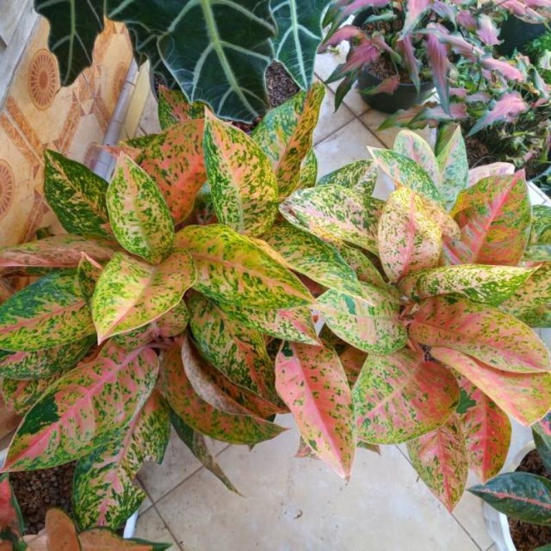 Tanaman hias aglonema bigroy Rimbun