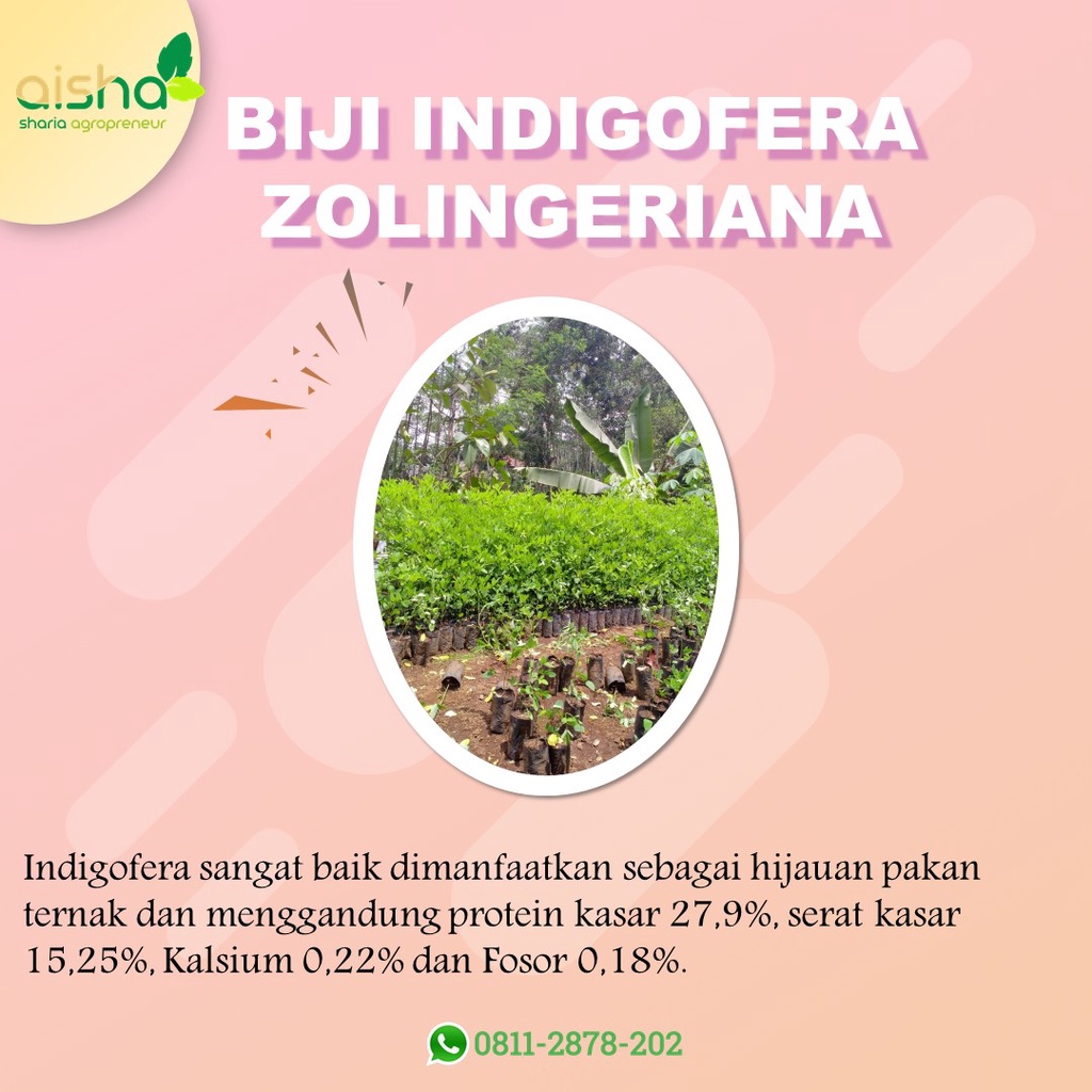 TERPERCAYA indigofera sp indigofera murah indigofera kelinci indigofera zollingeriana indigofera pak