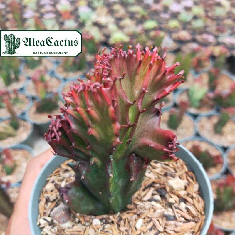 kaktus euphorbia red lactea