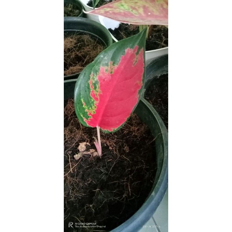 TANAMAN HIAS SUKSOM JAIPONG BABY