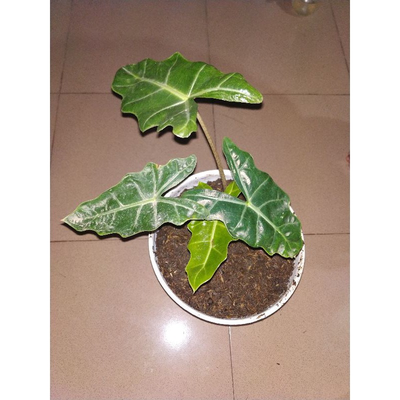 alocasia sanderiana