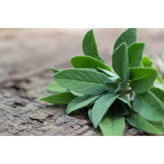 

DAUN SAGE HERB
