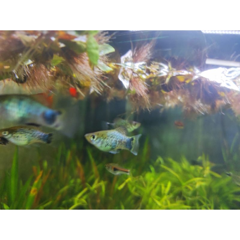Platy blue untuk aquarium aquascape