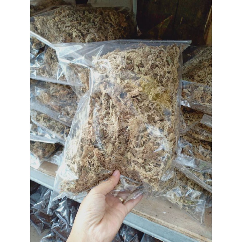 MOS putih media tanam anggrek