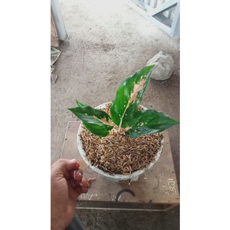 aglonema kochin sutra cantik