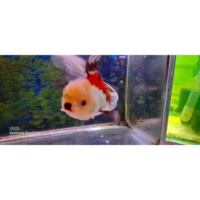 ikan oranda 3color jumbo
