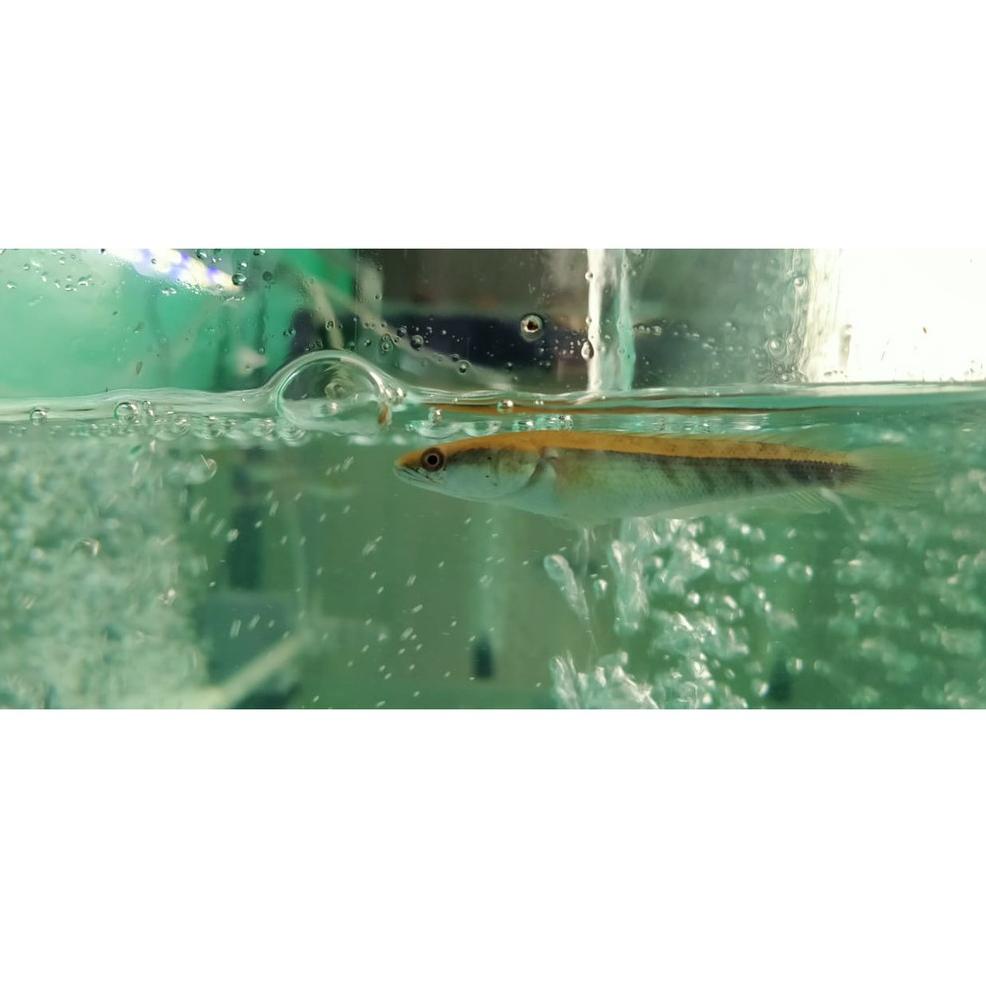 [KODE FWM0K] Ikan channa maru yellow sentarum [ Red eye ] 5 cm dan