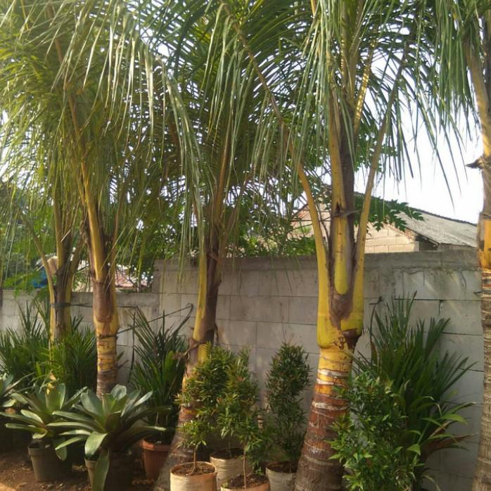 Kebun | Jual Pohon Kelapa Kuning/Kelapa Gading Ukuran 3 Meter.