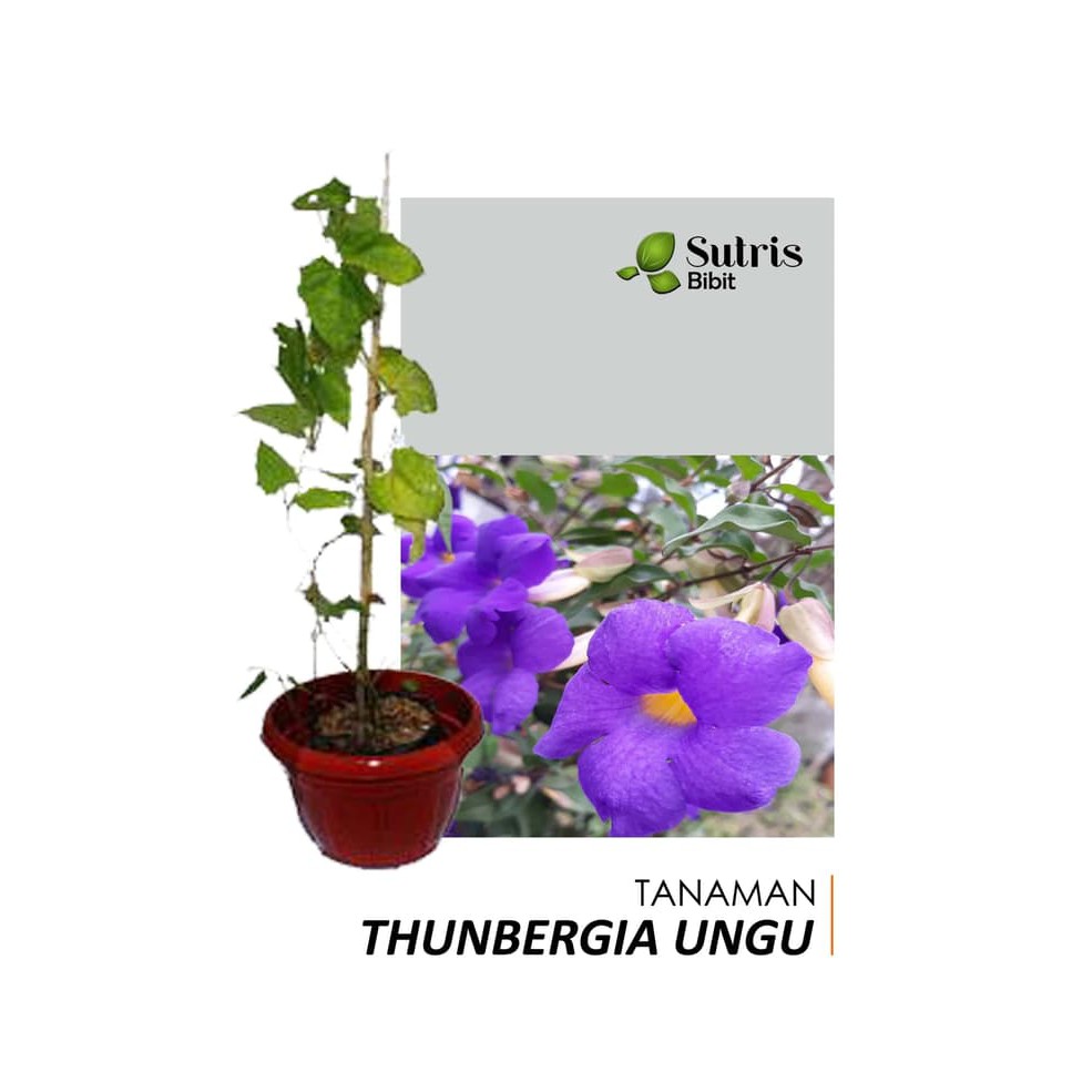 Bibit Tanaman Bunga Rambat Thunbergia Ungu Glandifloris