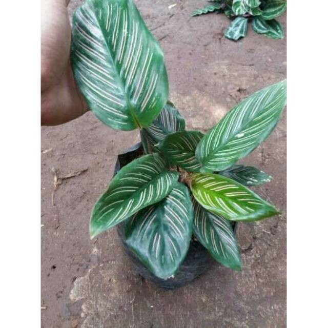 Tanaman hias kalatea - Pohon Calathea ornata