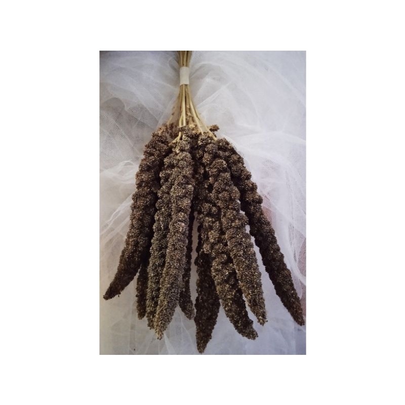 (50 gr - 100 gr) black foxtail millet spray / jewawut hitam tangkai / snack hamster