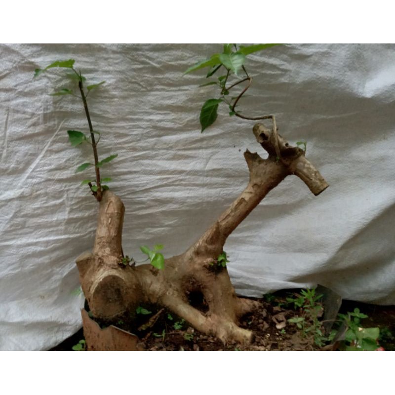 Bahan Bonsai Wahong Okulasi Sancang14