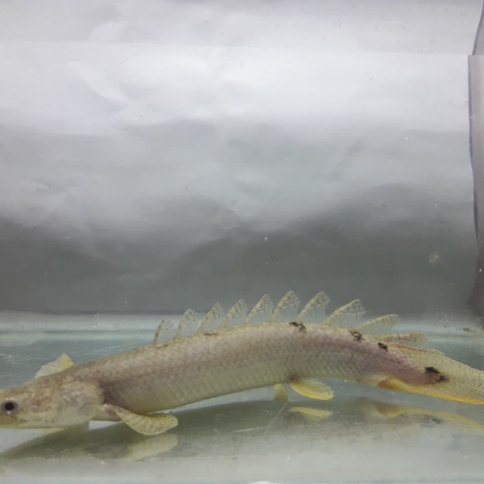 ikan palmas delhezi/ikan hias delhezi 15cm