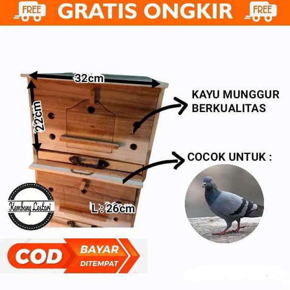 populer] gupon merpati burung dara