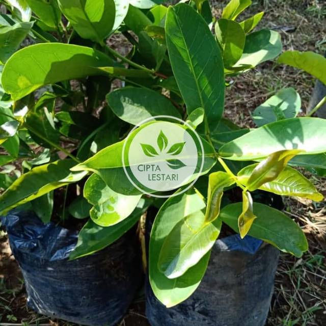 Bibit Pohon Jambu Madu Deli Tanaman Buah Jambu Madu Deli Pohon Jambu Air