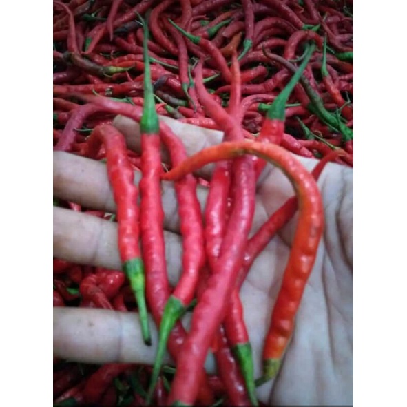 

Cabe merah keriting 1kg