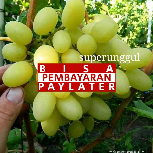 Bibit anggur import jenis landysh