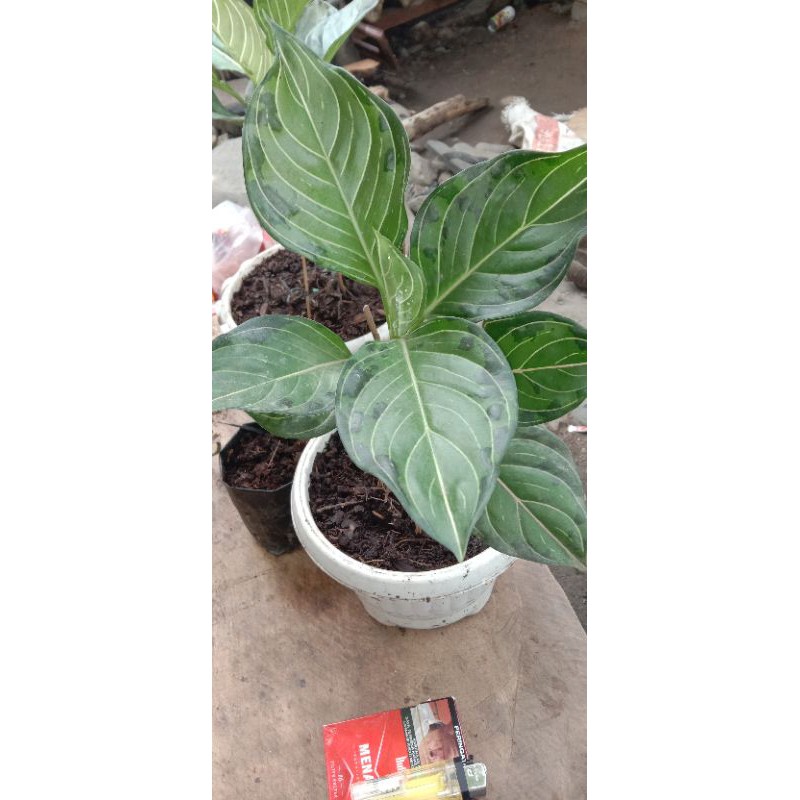 Aglaonema/Aglaonema Rotundum aceh x pictum tricolour armi Langka pohon Rotundum