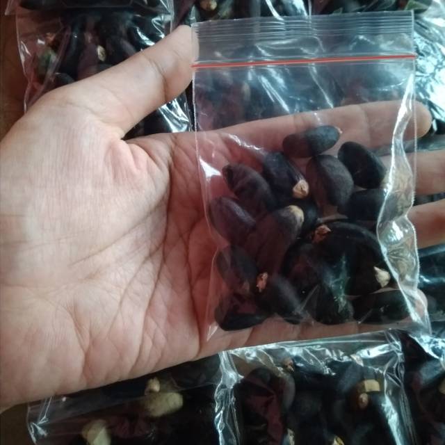 Biji jarak pagar siap semai 20gr/20 biji