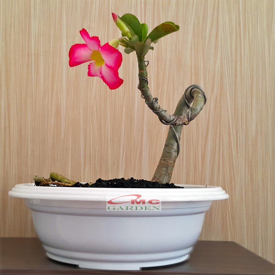 Tanaman Hias Bonsai Adenium Arabicum Obesum Kamboja Jepang B-KJ-016