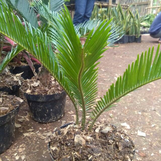 tanaman hias rumahan palm sikas/pohon palm sikas