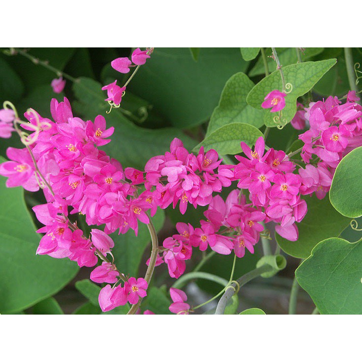 Tanaman Bunga Air Mata Pengantin Pink/ Bunga Air Mata Pengantin Pink/ Tanaman Air Mata Pengantin Pink