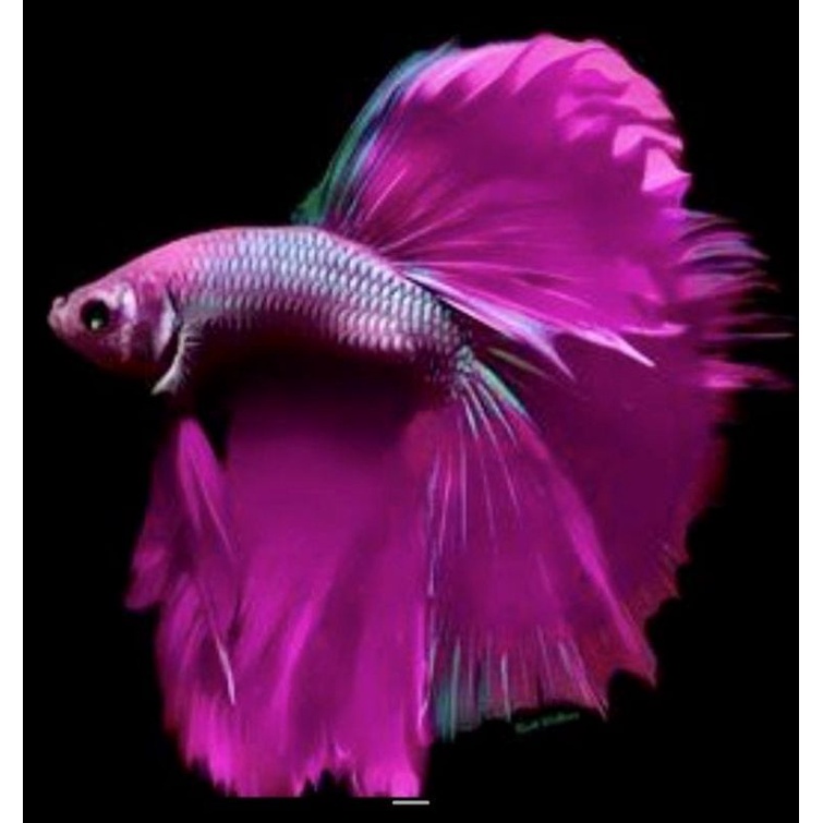 Halfmoon Rostail Jantan