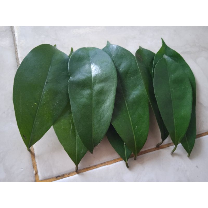 

Daun herbal 100 lembar/daun sirsak segar(minimal order 3 paket ya=harga tertera untuk 1paket)