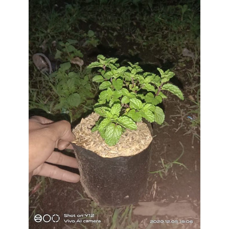 

daun mint segar