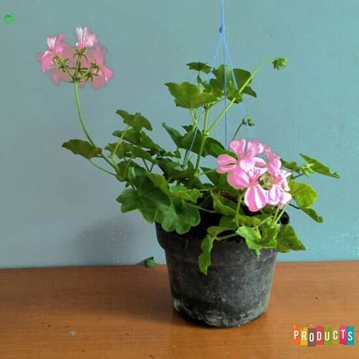 Tanaman hias gantung Geranium bunga pink / geranium light pink - BAKUL KEMBANG