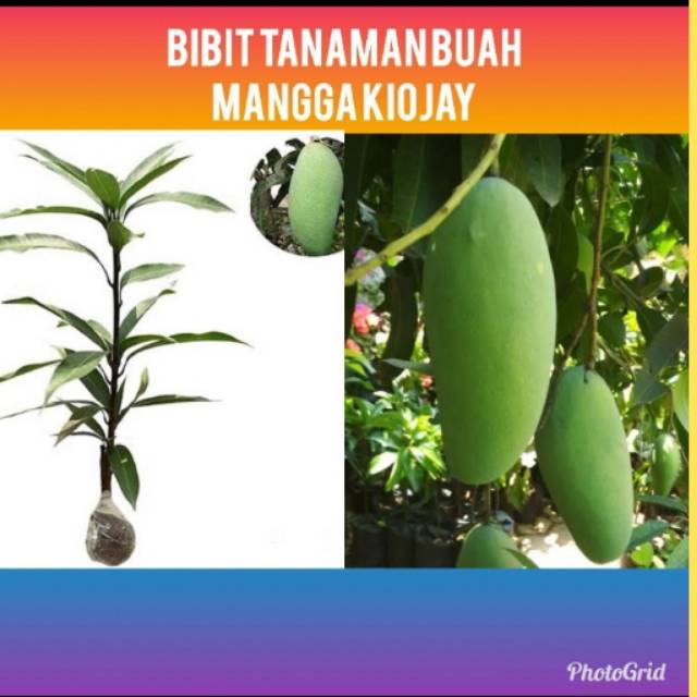 Bibit  Mangga Kiojay / mangga Kiojay