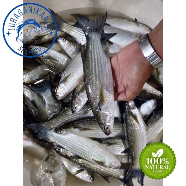 

Ikan Blanak Sipit Segar 1~Kilogram