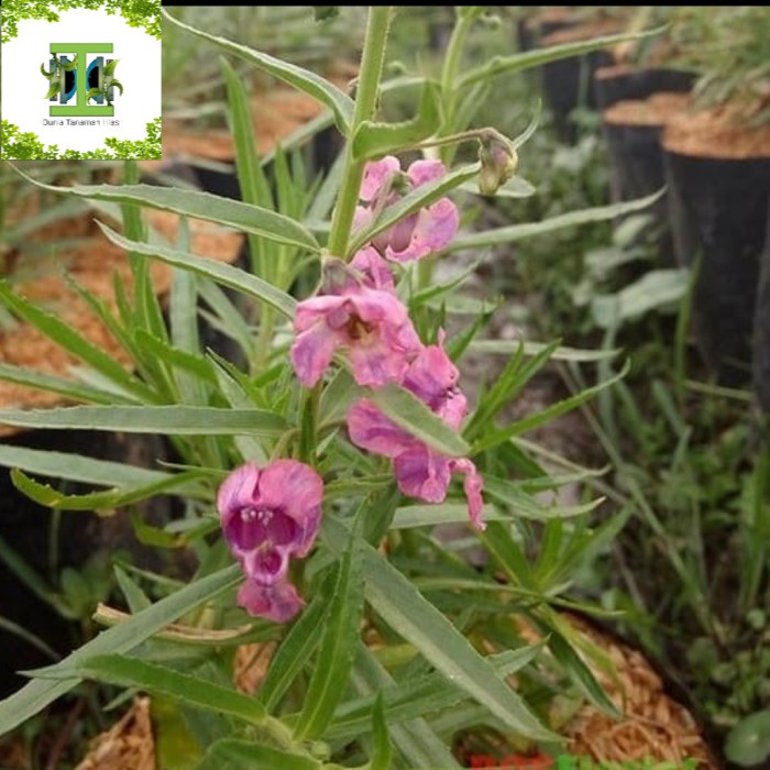 tanaman lavender angelonia pink - lavender asli - bunga pink