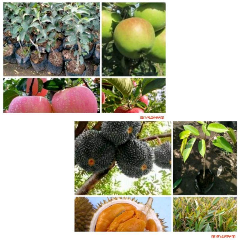 bibit apel dan durian