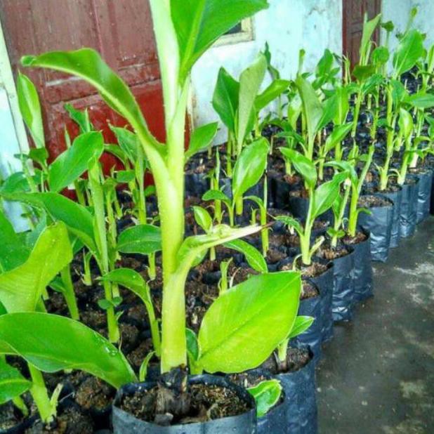 

Bibit pisang ambon mini